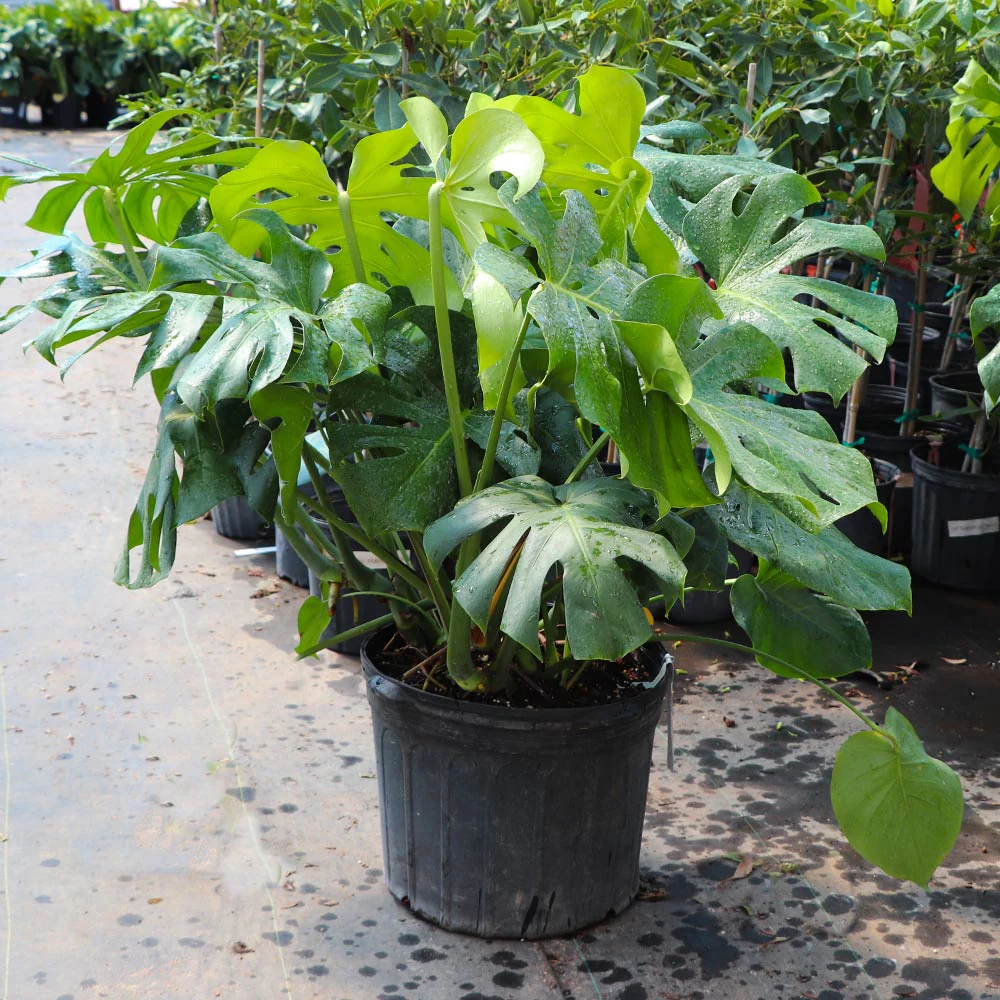 Monstera Deliciosa (Swiss Cheese Plant) - Image 7