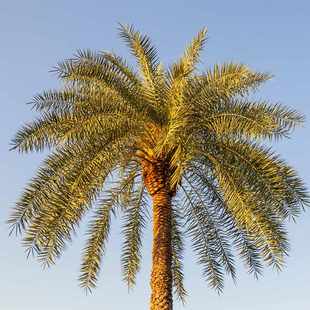 Sylvester Palm - Image 4