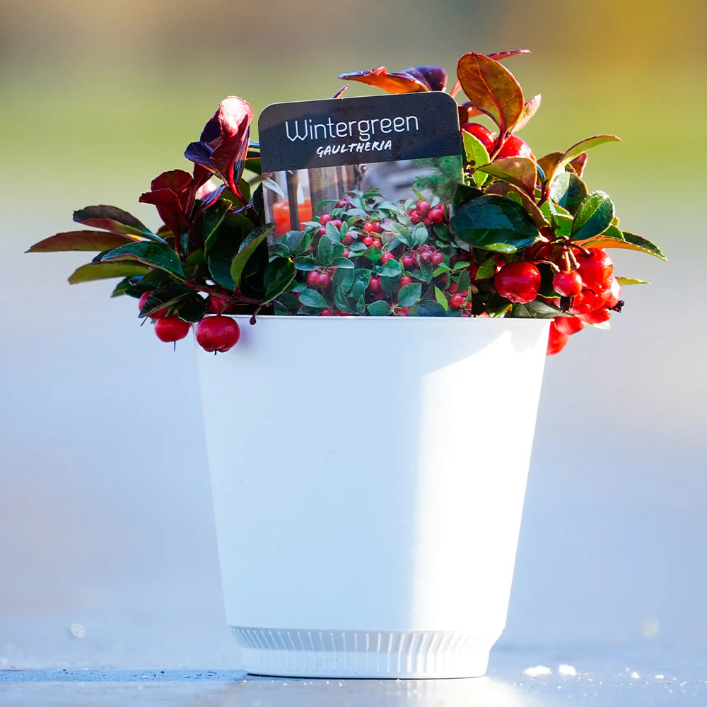 Tabletop American Wintergreen in White Pot - Image 2