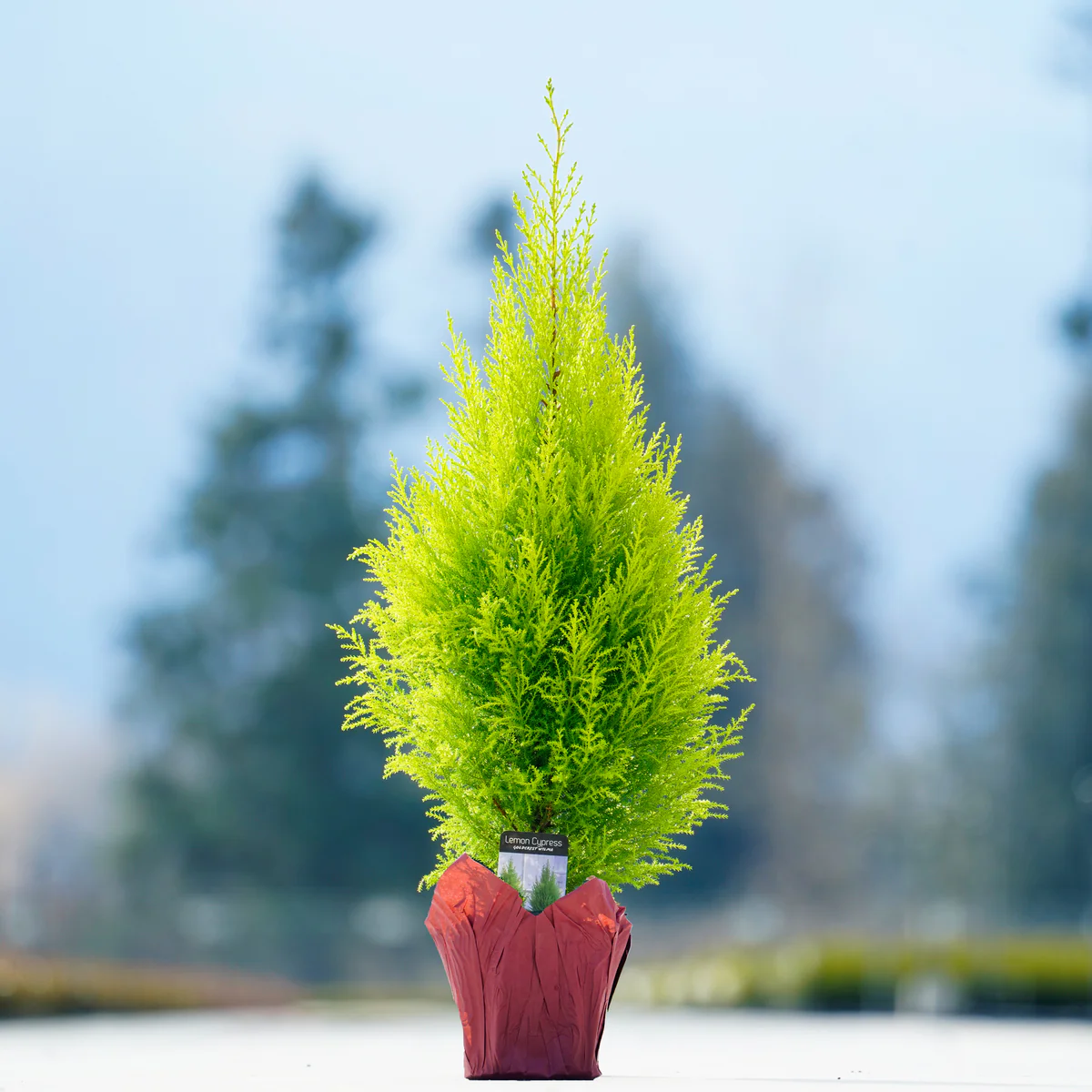 Tabletop Dwarf Lemon Cypress - Image 3