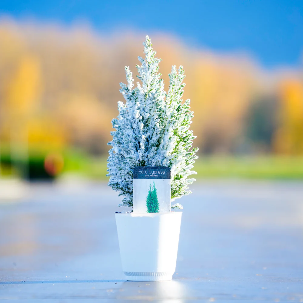 Tabletop Lawson Cypress - Image 2