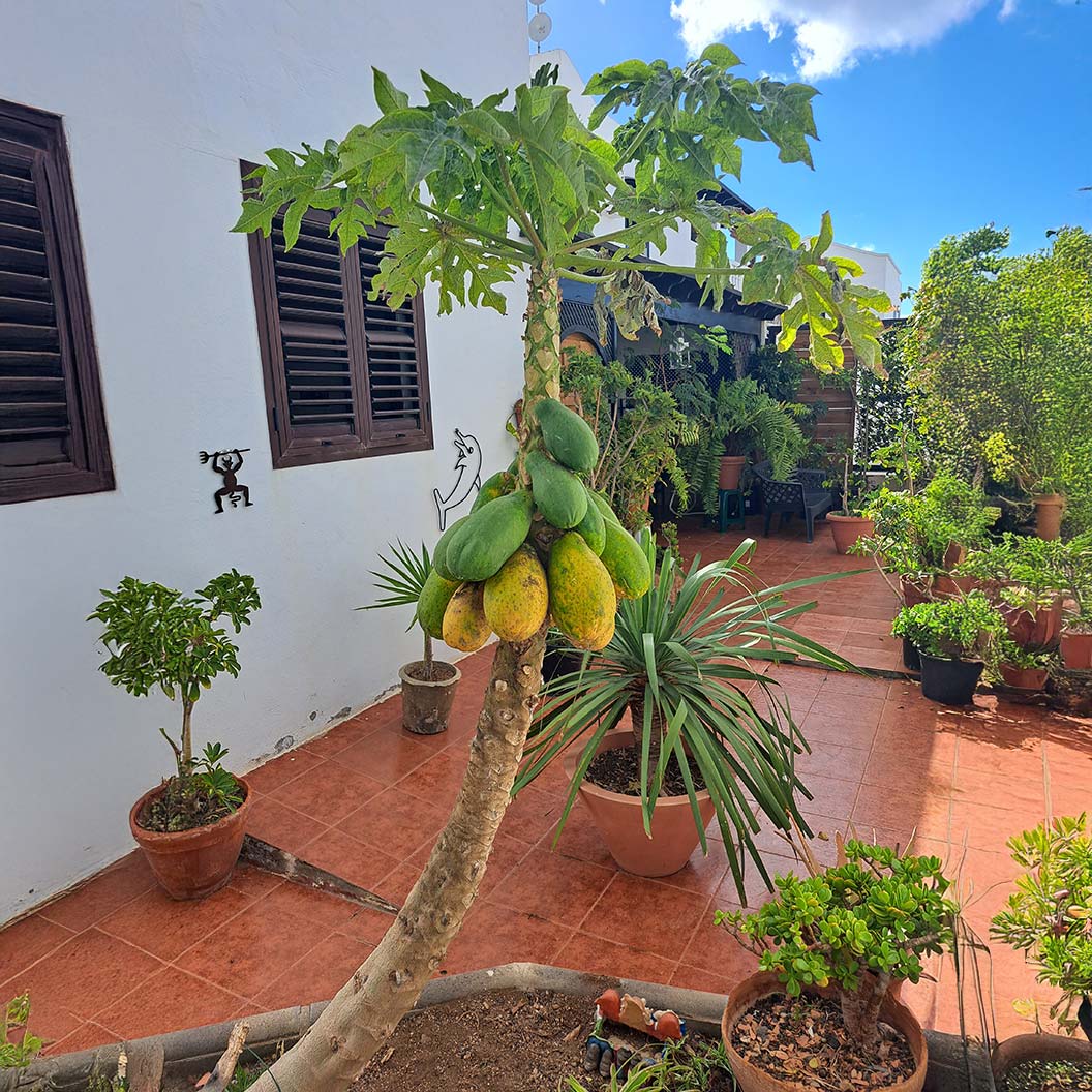 Tainung Papaya Tree - Image 2