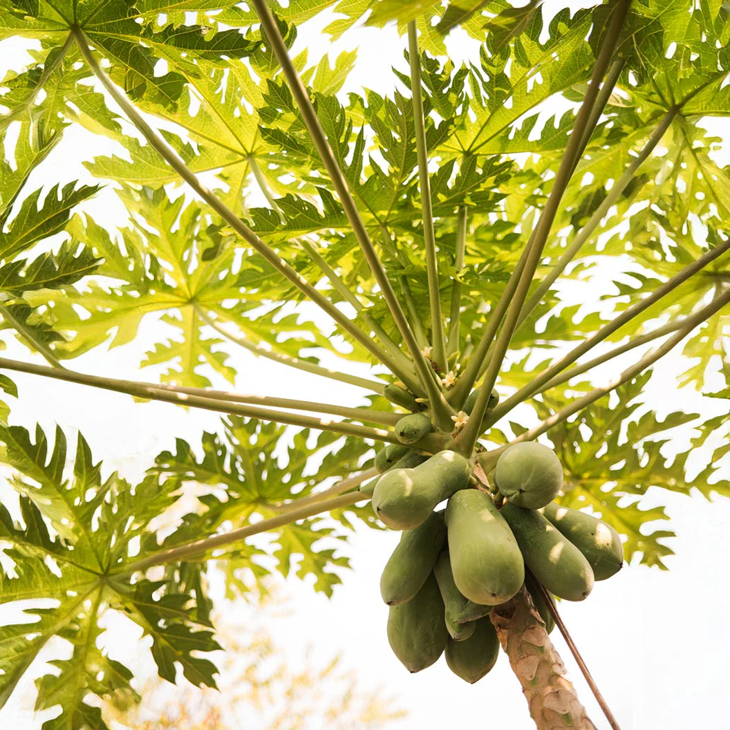 Tainung Papaya Tree - Image 4