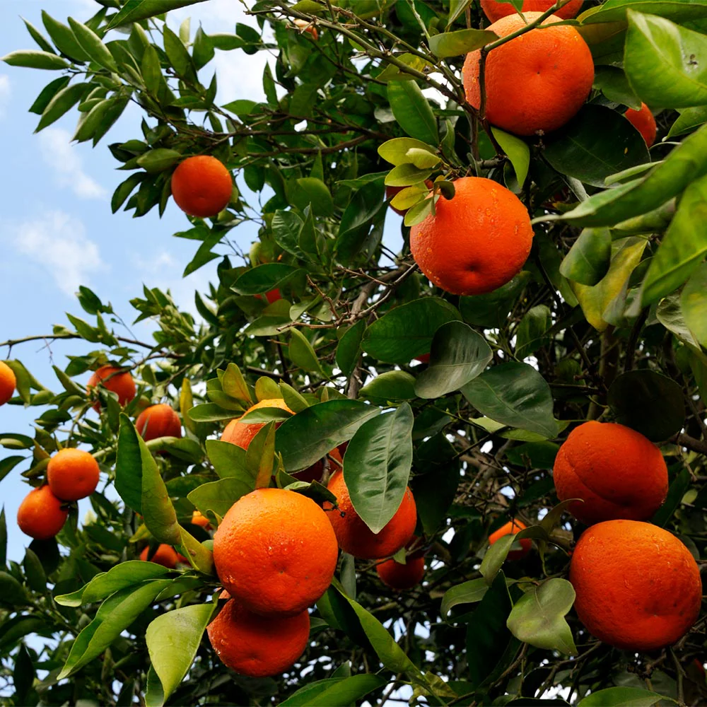 Tangelo Tree - Image 3