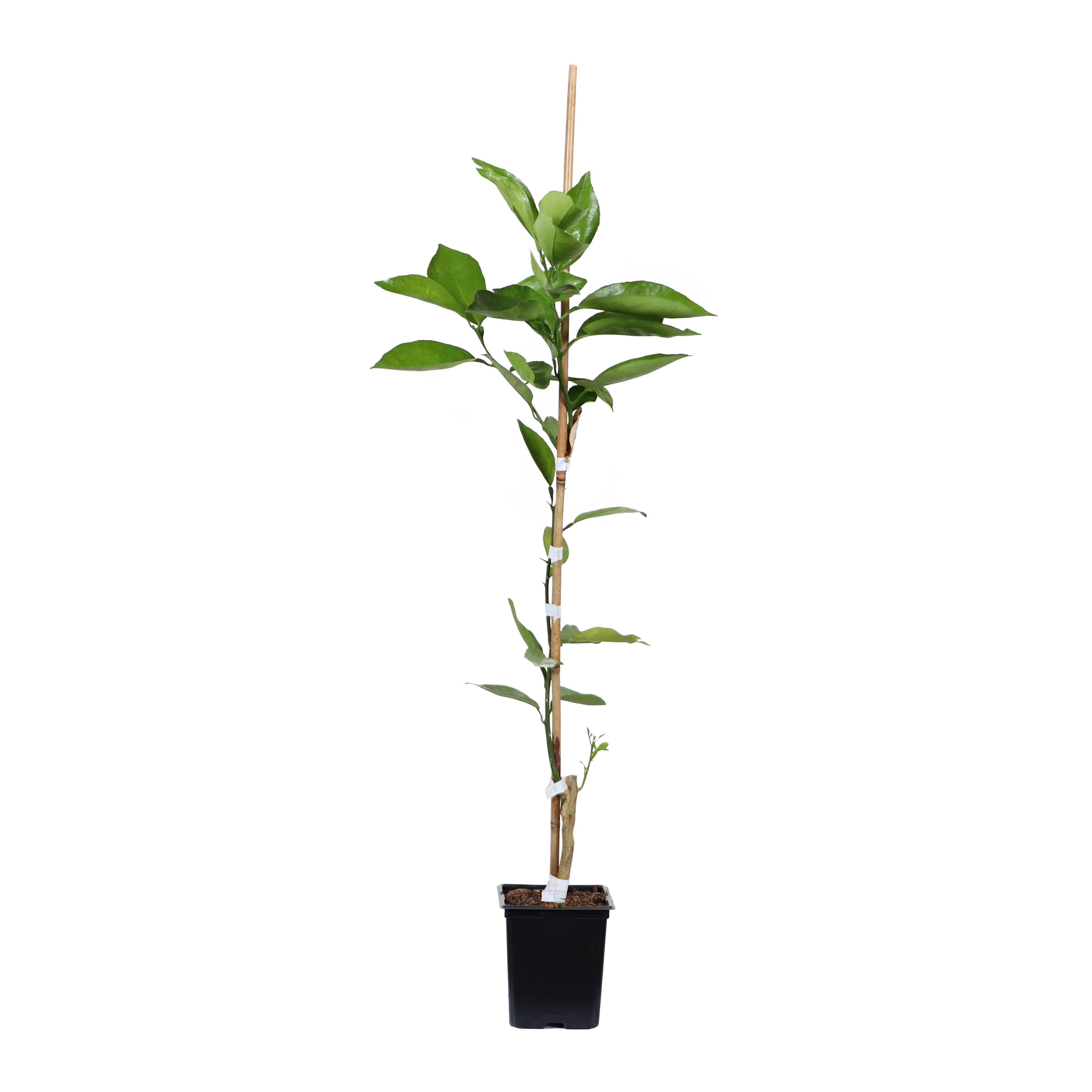 Tangelo Tree - Image 6