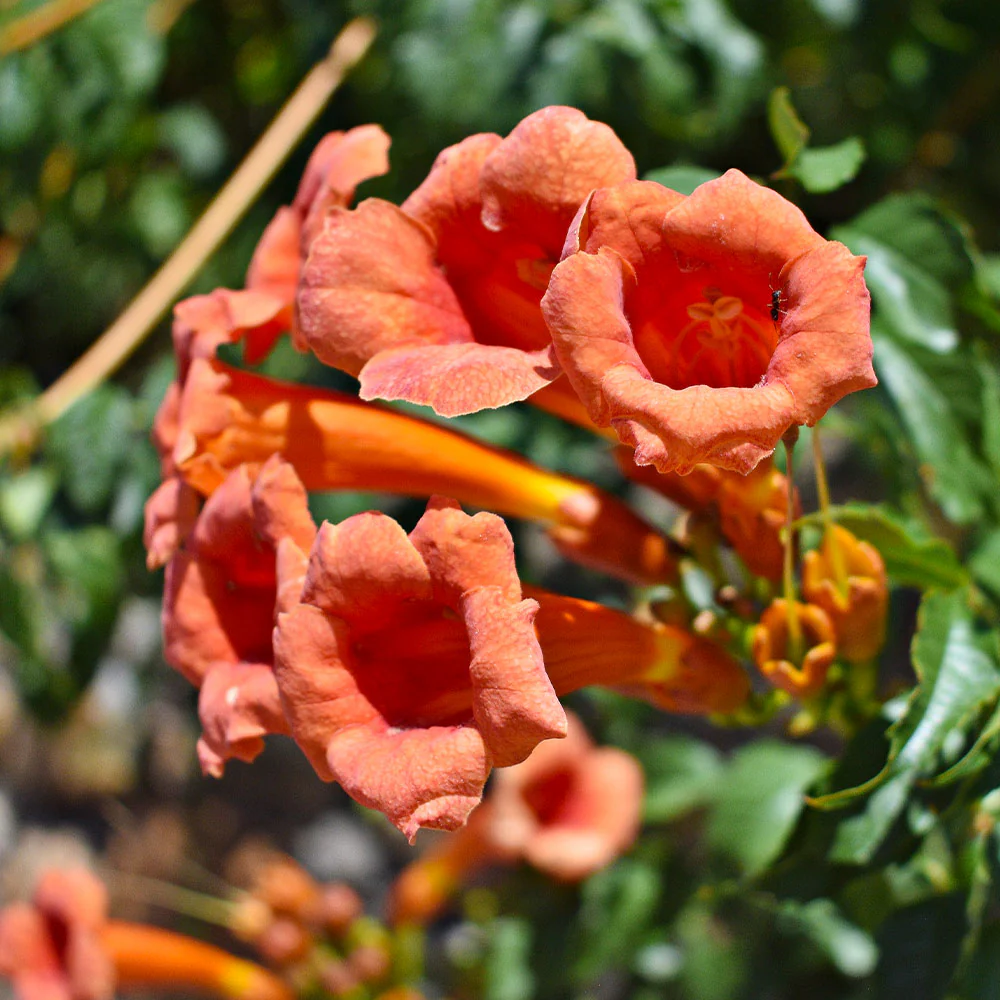Tangerine Beauty Crossvine - Image 3
