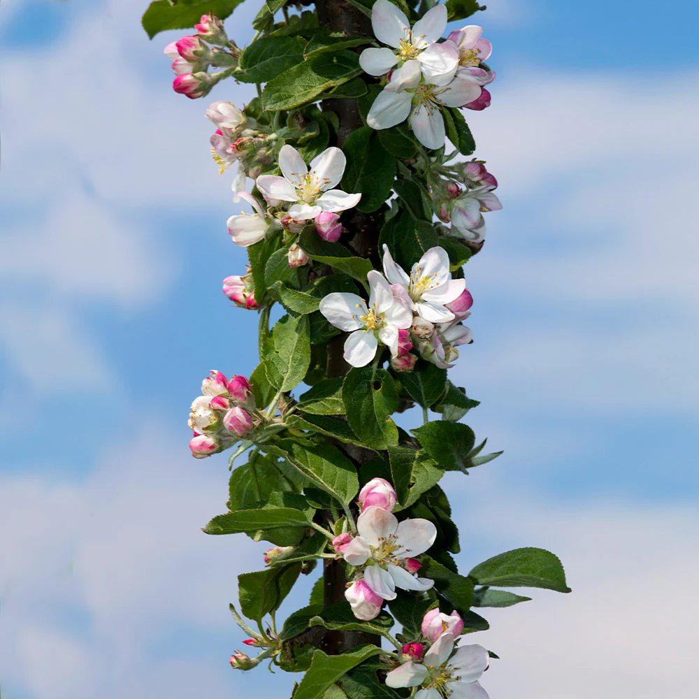 Fruit Snacks® Tangy Green™ Columnar Apple Tree - Image 4