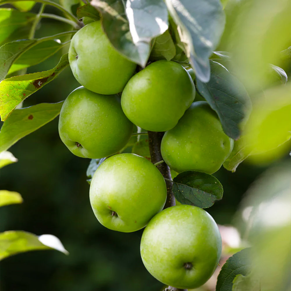 Fruit Snacks® Tangy Green⢠Columnar Apple Tree - Image 5