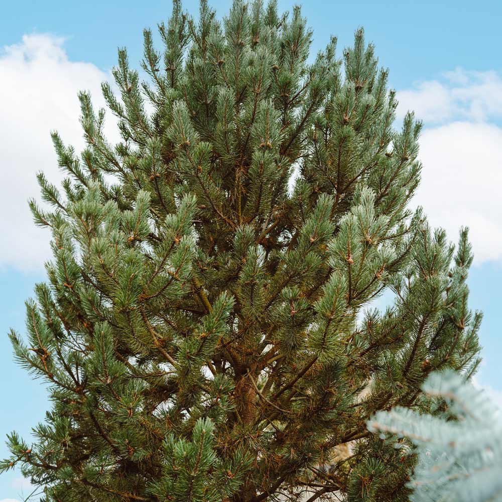 Tannenbaum Mugo Pine - Image 3
