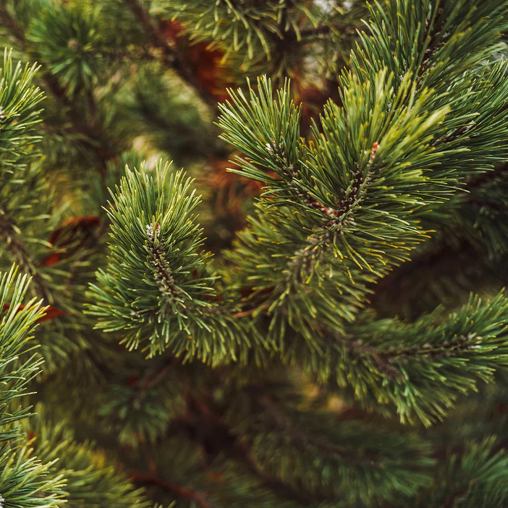 Tannenbaum Mugo Pine - Image 4