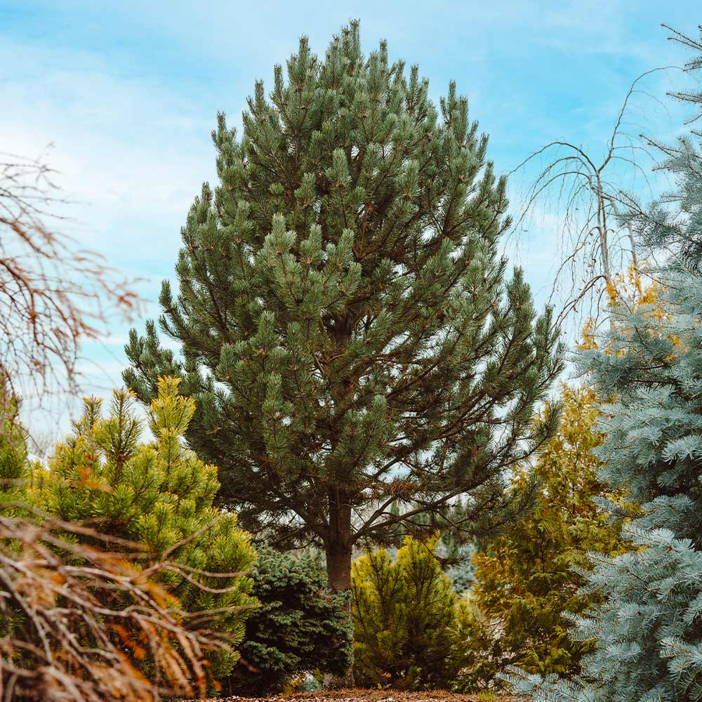 Tannenbaum Mugo Pine - Image 5