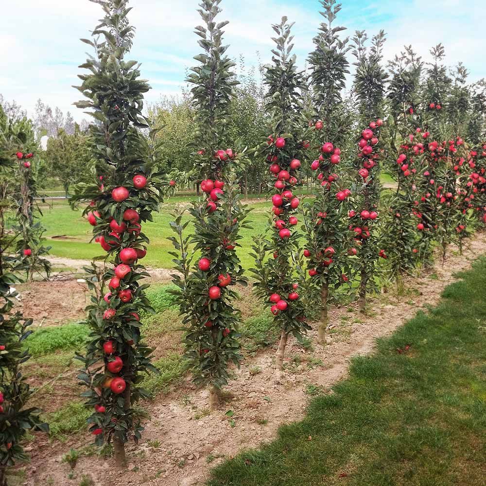 Fruit Snacks® Tasty Red™ Columnar Apple Tree - Image 3