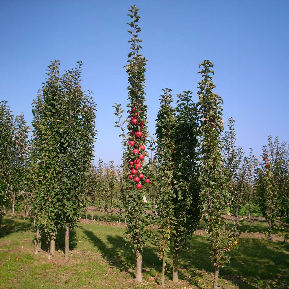 Fruit Snacks® Tasty Red™ Columnar Apple Tree - Image 4