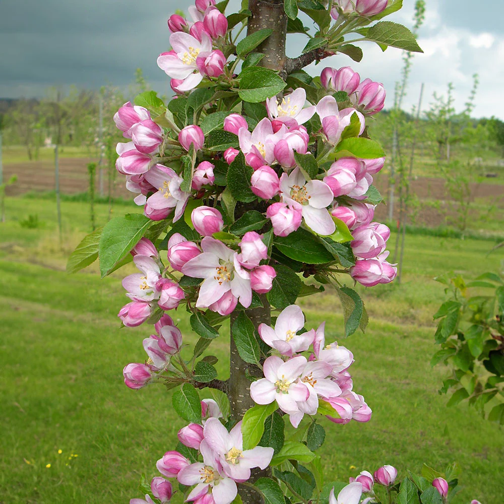 Fruit Snacks® Tasty Red™ Columnar Apple Tree - Image 5