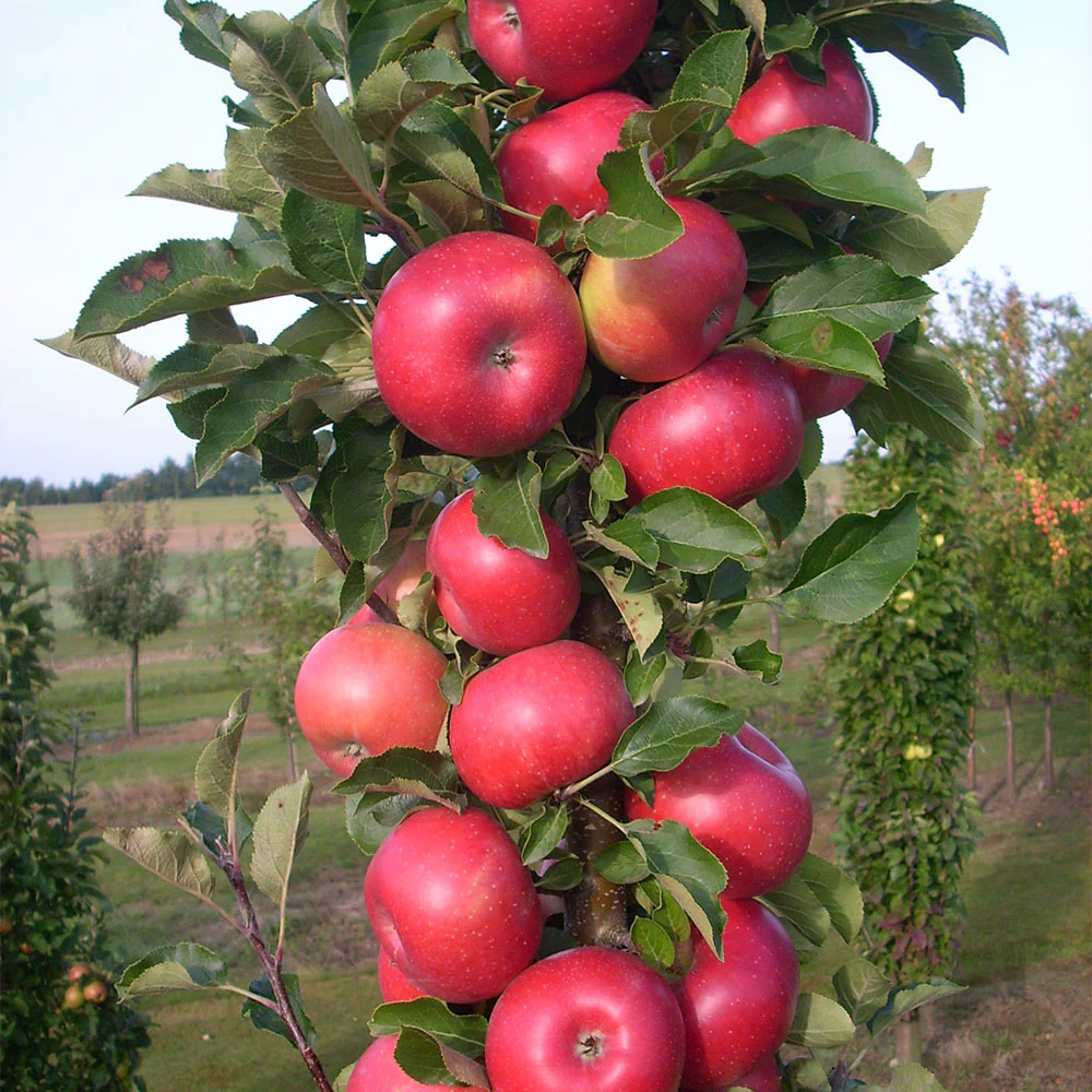 Fruit Snacks® Tasty Red™ Columnar Apple Tree - Image 6