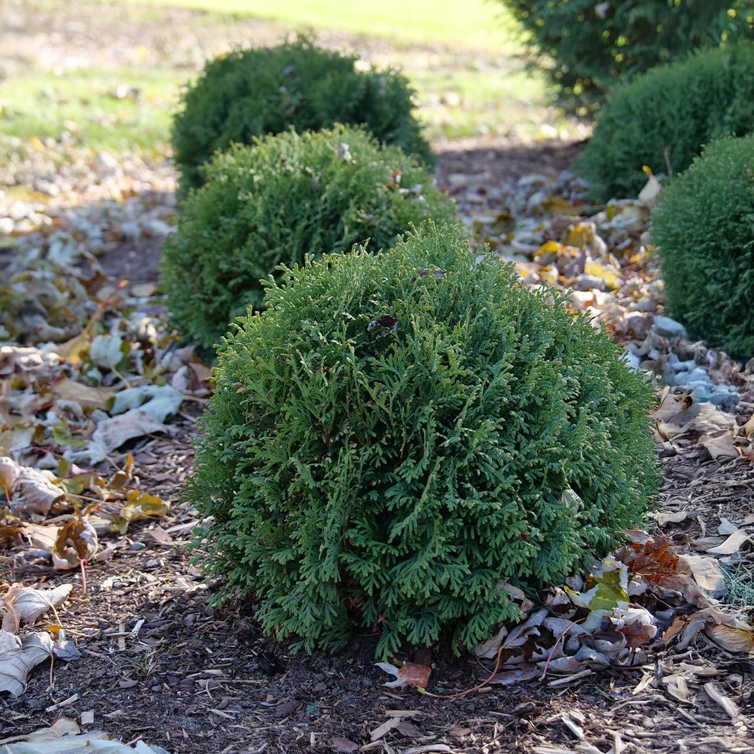 Proven Winners®  Tater Tot® Arborvitae - Image 2