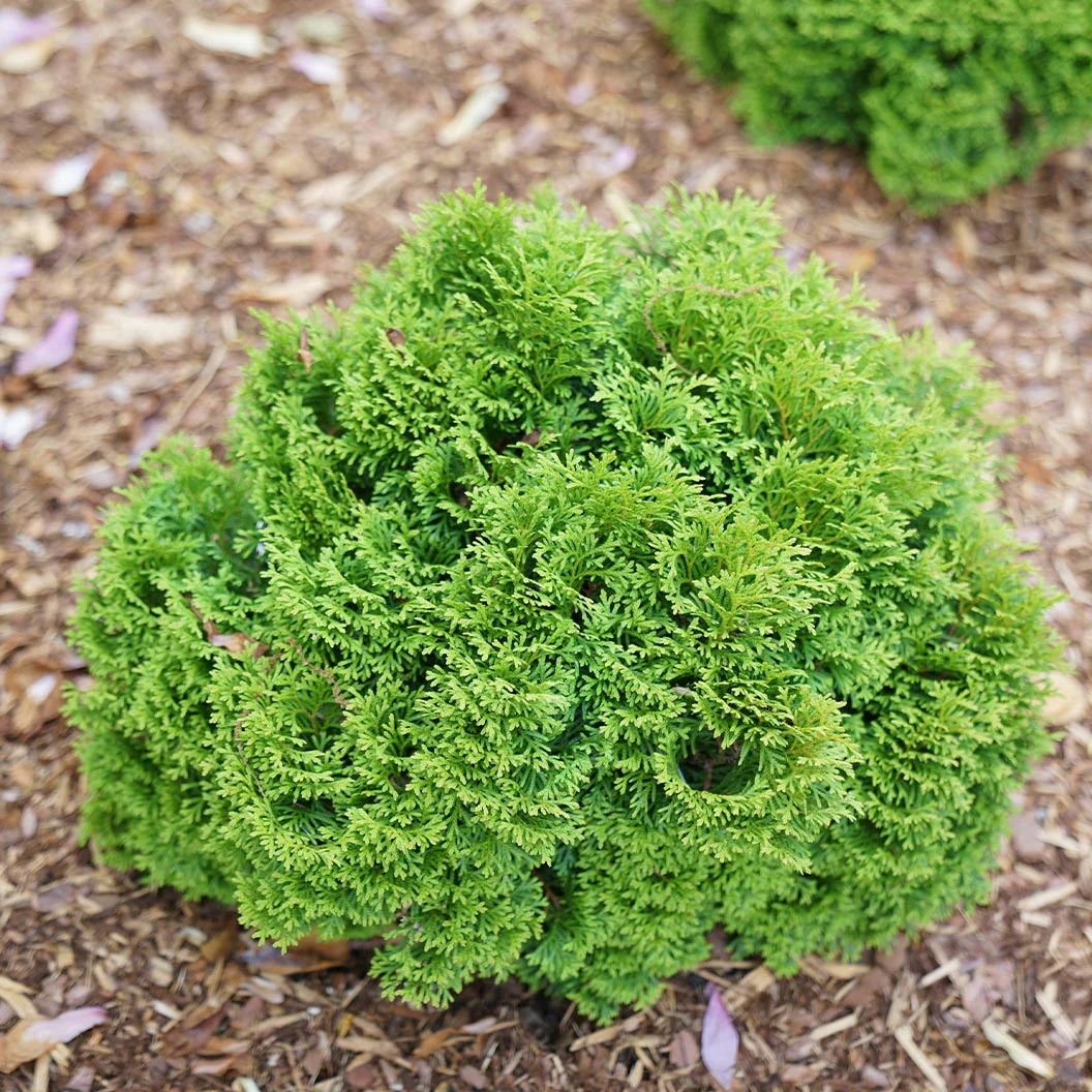 Proven Winners®  Tater Tot® Arborvitae - Image 3
