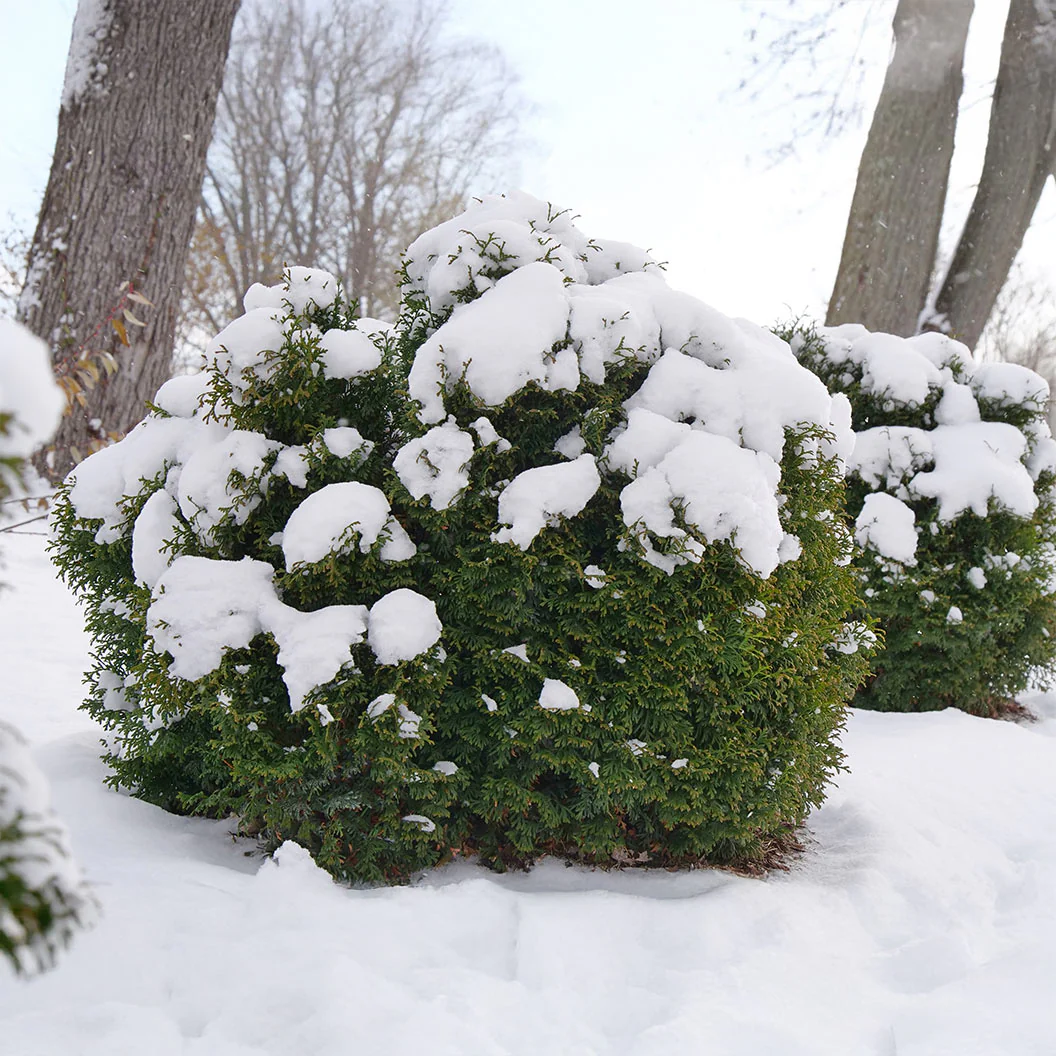 Proven Winners®  Tater Tot® Arborvitae - Image 4
