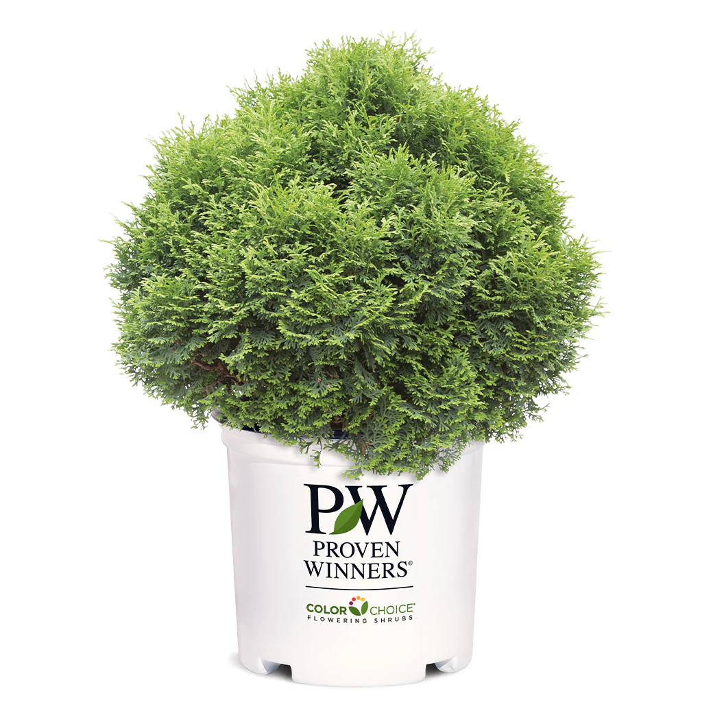 Proven Winners®  Tater Tot® Arborvitae - Image 5