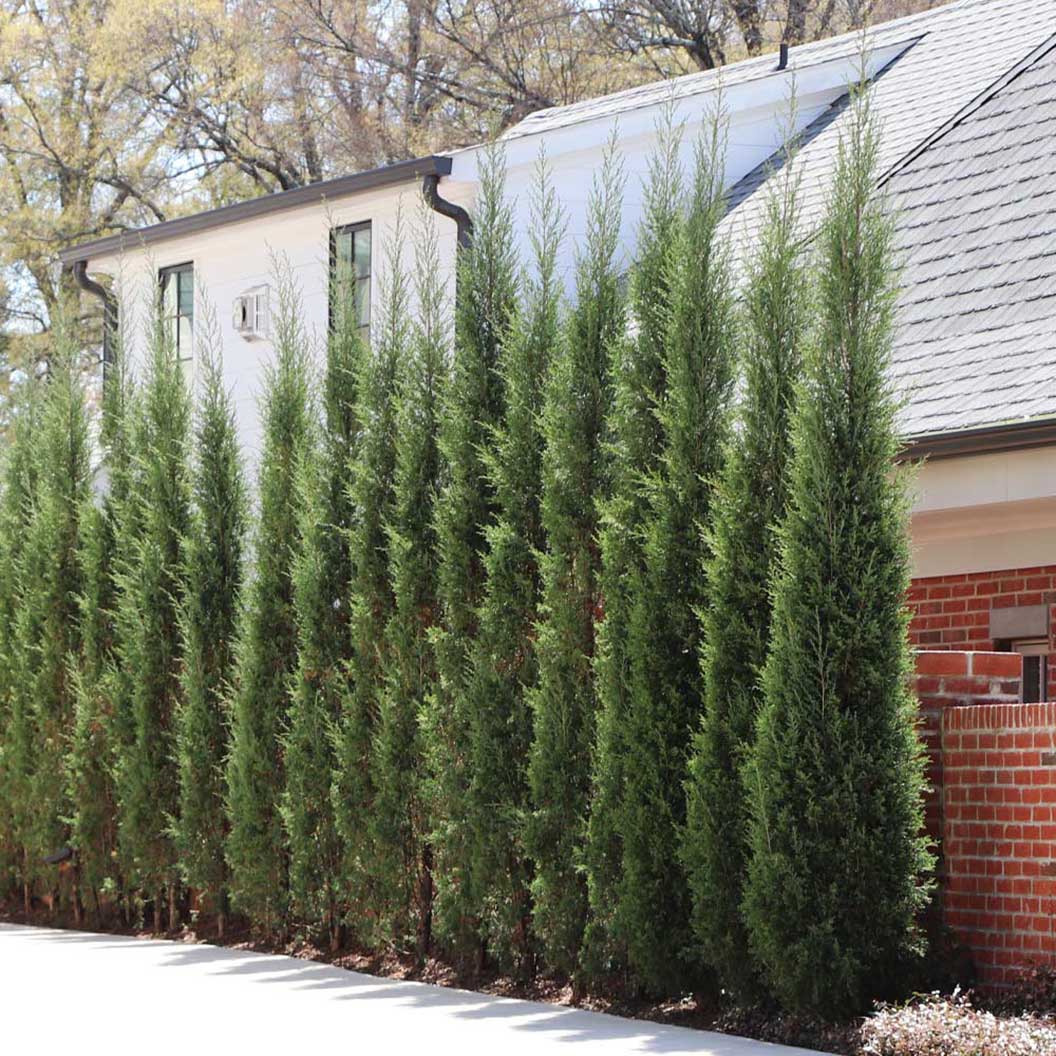 Taylor Juniper Tree - Image 3