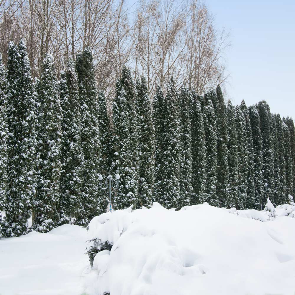 Taylor Juniper Tree - Image 4