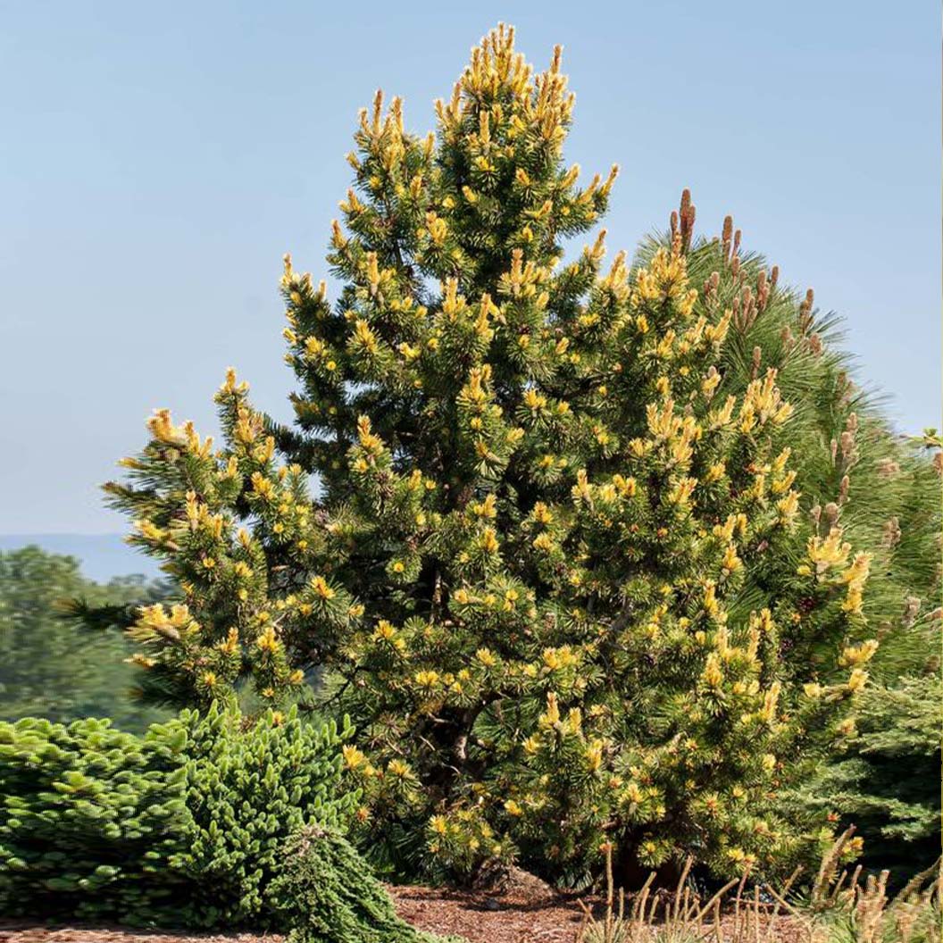 Taylor’s Sunburst Lodgepole Pine Tree - Image 2