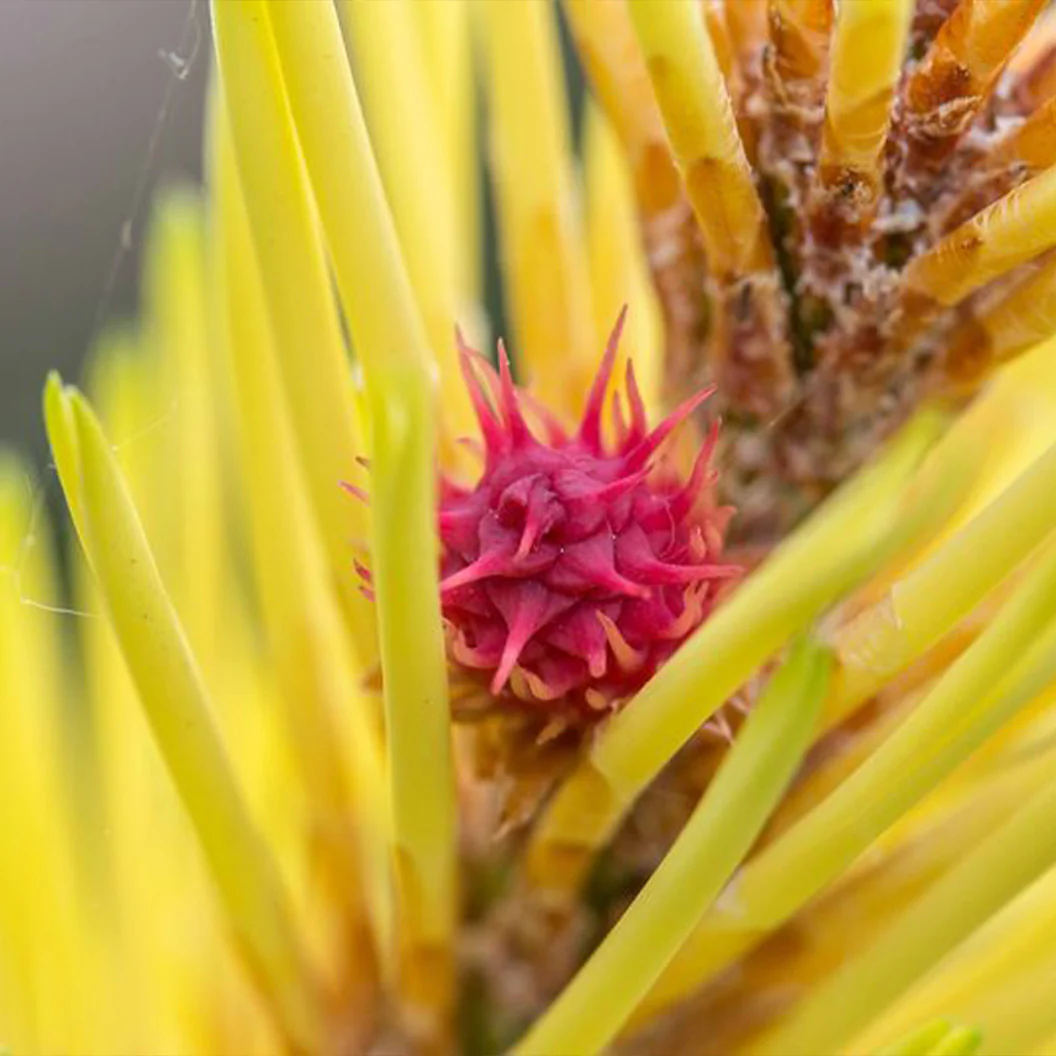 Taylor’s Sunburst Lodgepole Pine Tree - Image 3
