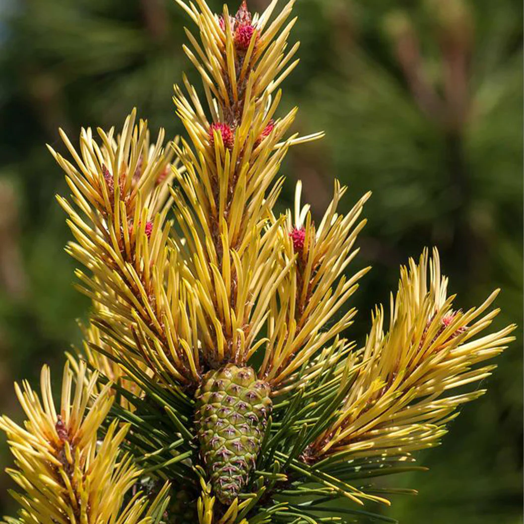 Taylor’s Sunburst Lodgepole Pine Tree - Image 4