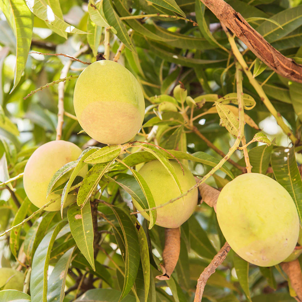 Tebow Mango Tree - Image 2