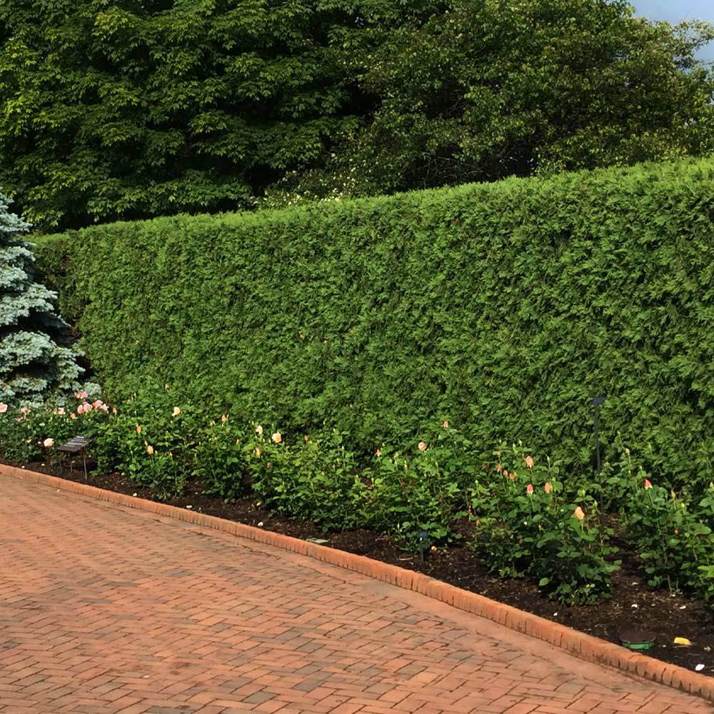 Techny Cold Hardy Thuja Tree - Image 3