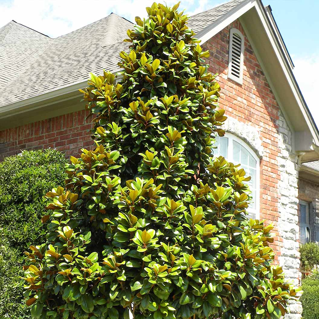 Teddy Bear® Southern Magnolia Tree - Image 2