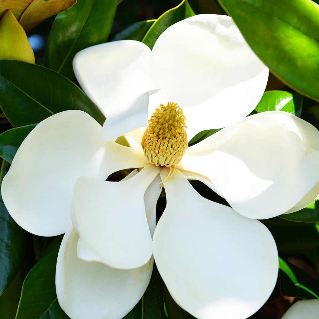 Teddy Bear® Southern Magnolia Tree - Image 3