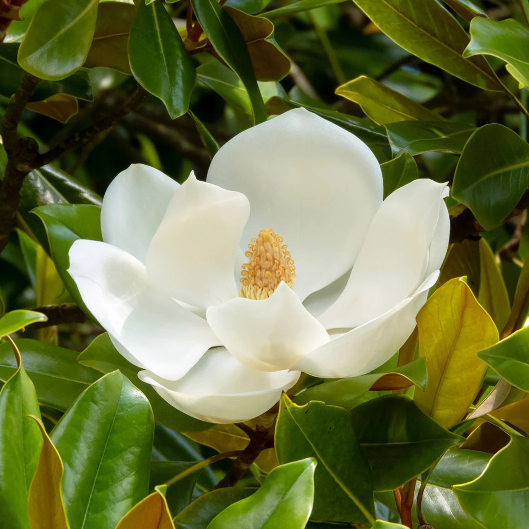 Teddy Bear® Southern Magnolia Tree - Image 4