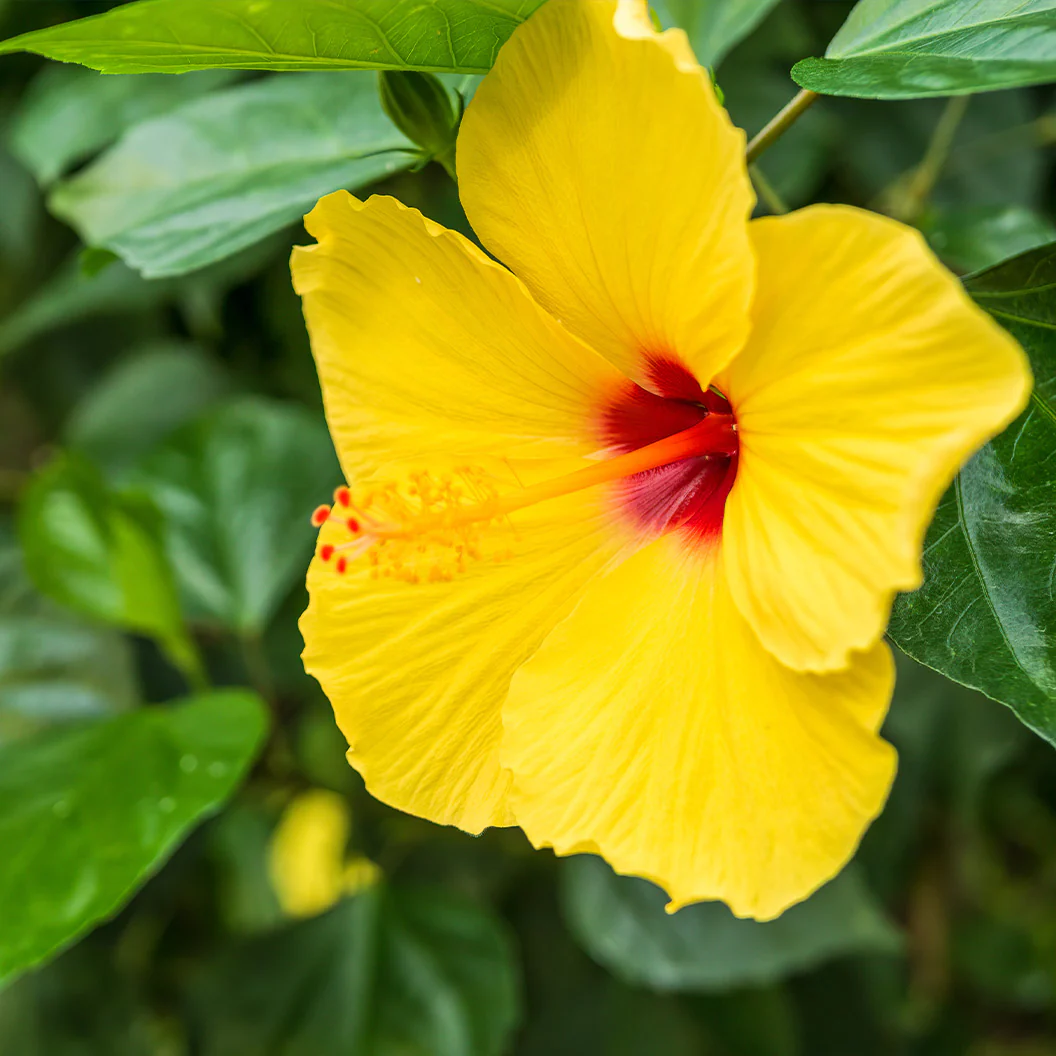 Tequila Yellow Hibiscus Bush - Image 2