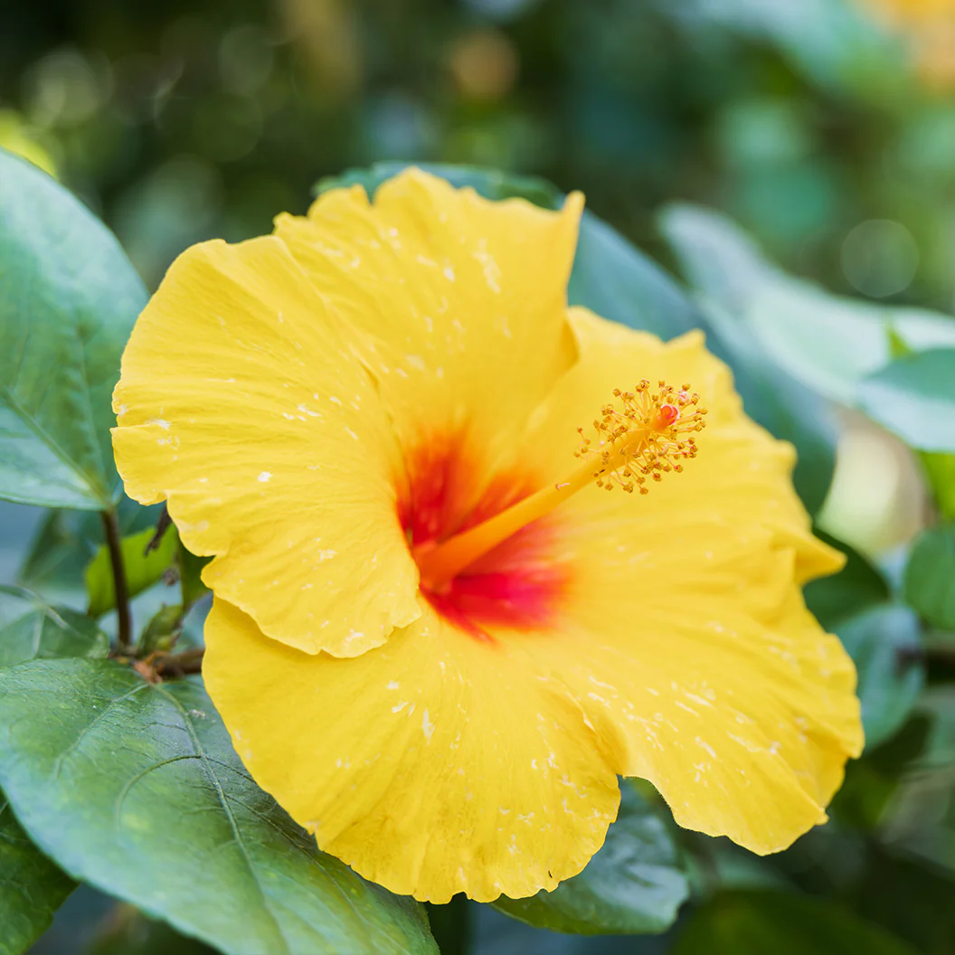 Tequila Yellow Hibiscus Bush - Image 3