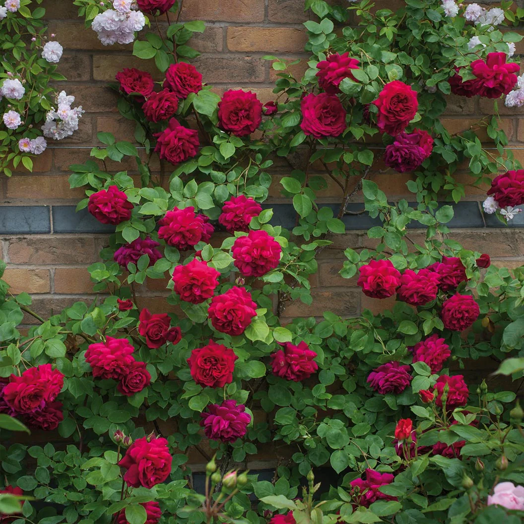 David Austin® Tess of the d’Urbervilles™ Climbing Rose - Image 2