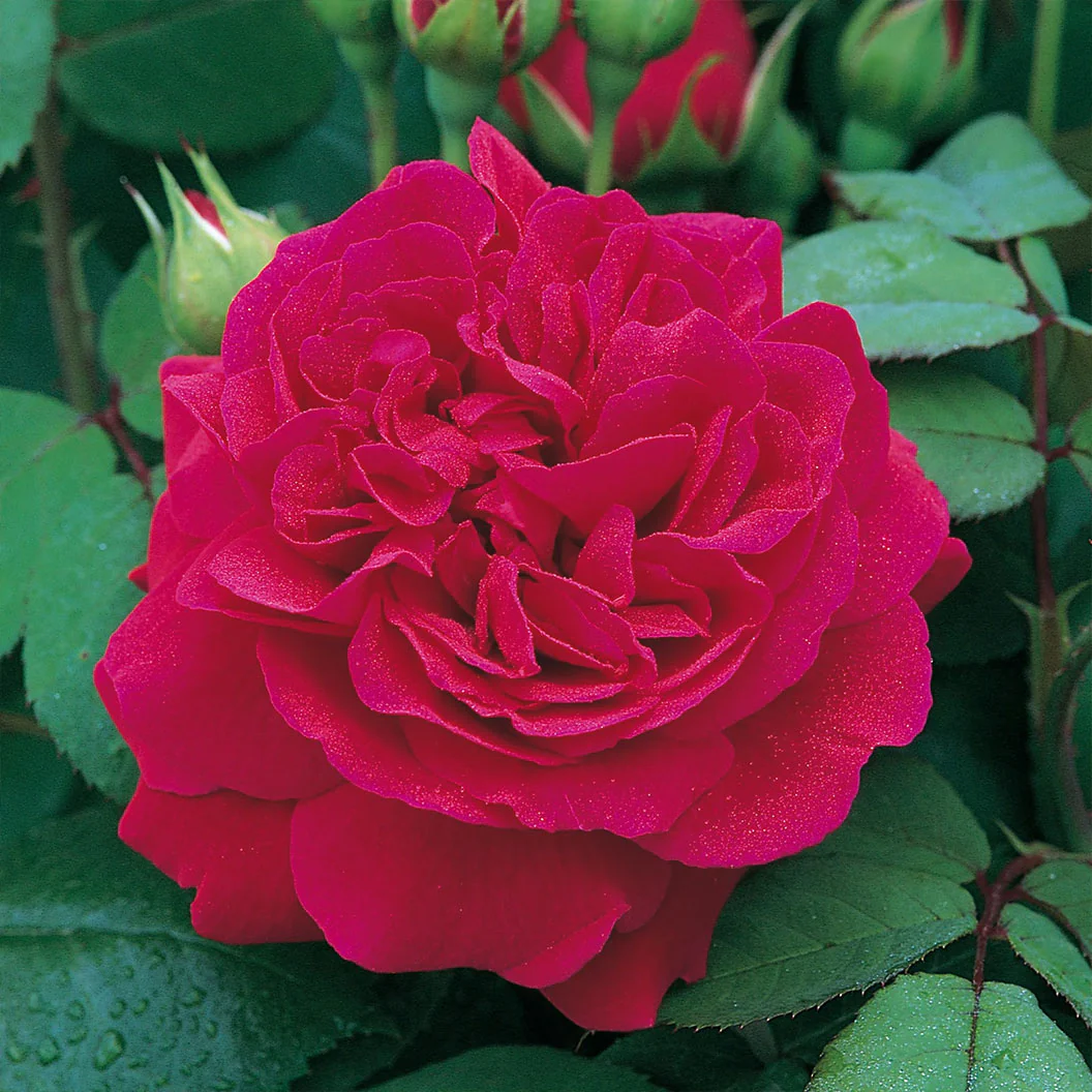 David Austin® Tess of the d’Urbervilles™ Climbing Rose - Image 3