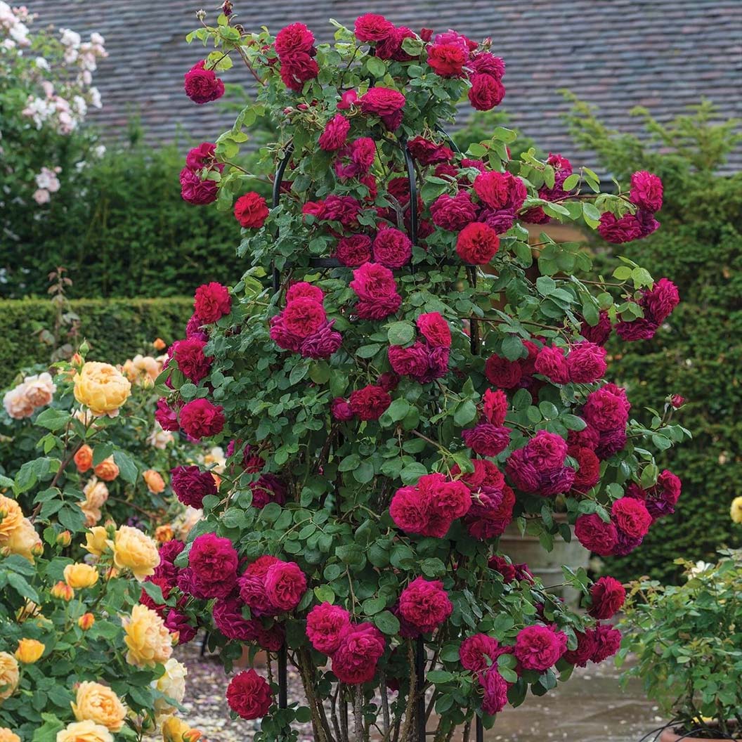 David Austin® Tess of the d’Urbervilles™ Climbing Rose - Image 4