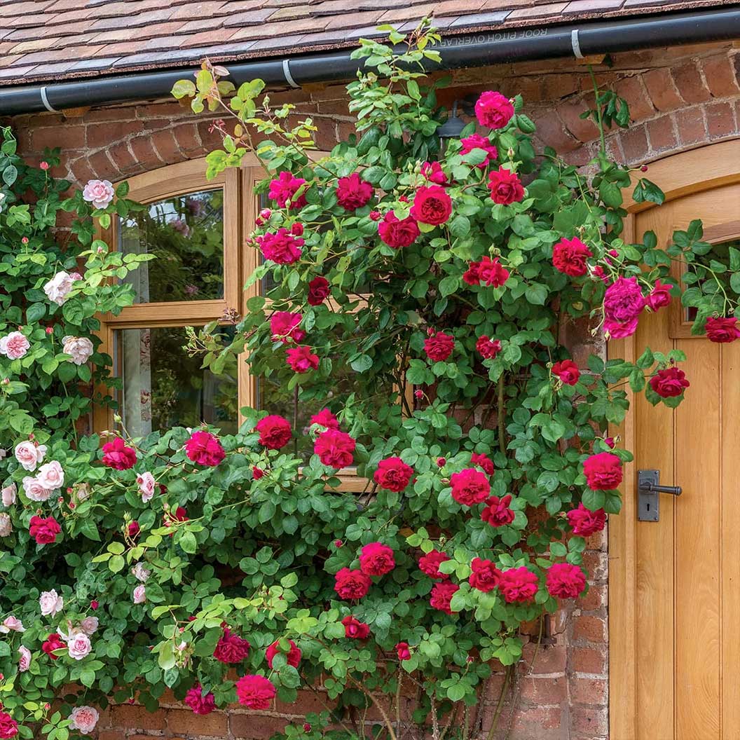 David Austin® Tess of the d’Urbervilles™ Climbing Rose - Image 5