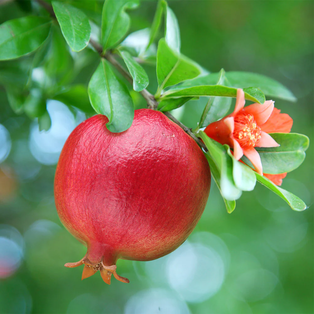 Texas Pink Pomegranate Tree - Image 2