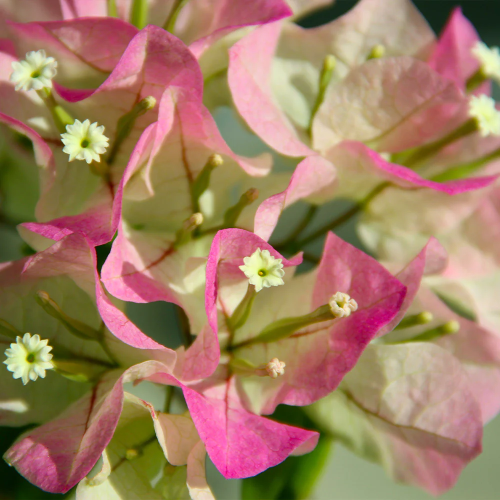 Thai Delight Bougainvillea Shrub - Image 3