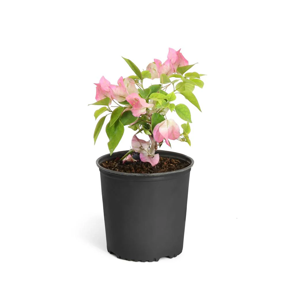Thai Delight Bougainvillea Shrub - Image 4