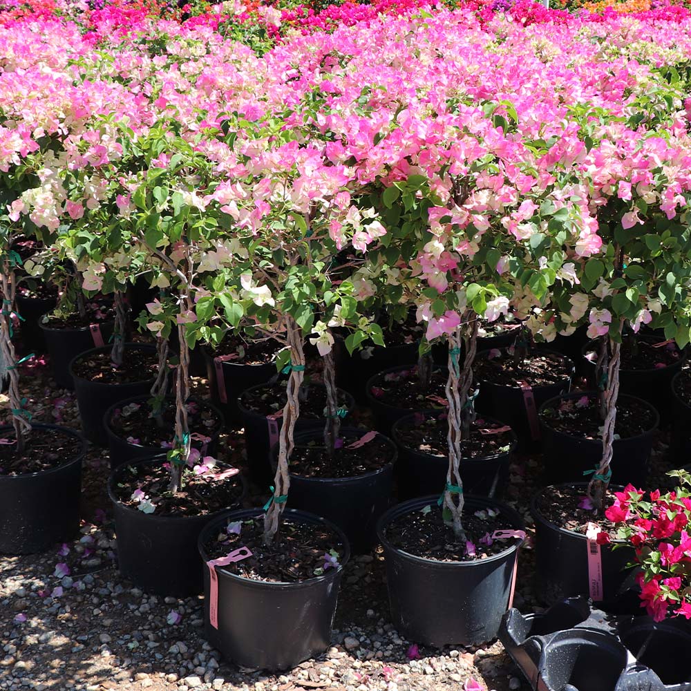 Thai Delight Bougainvillea Tree - Image 3