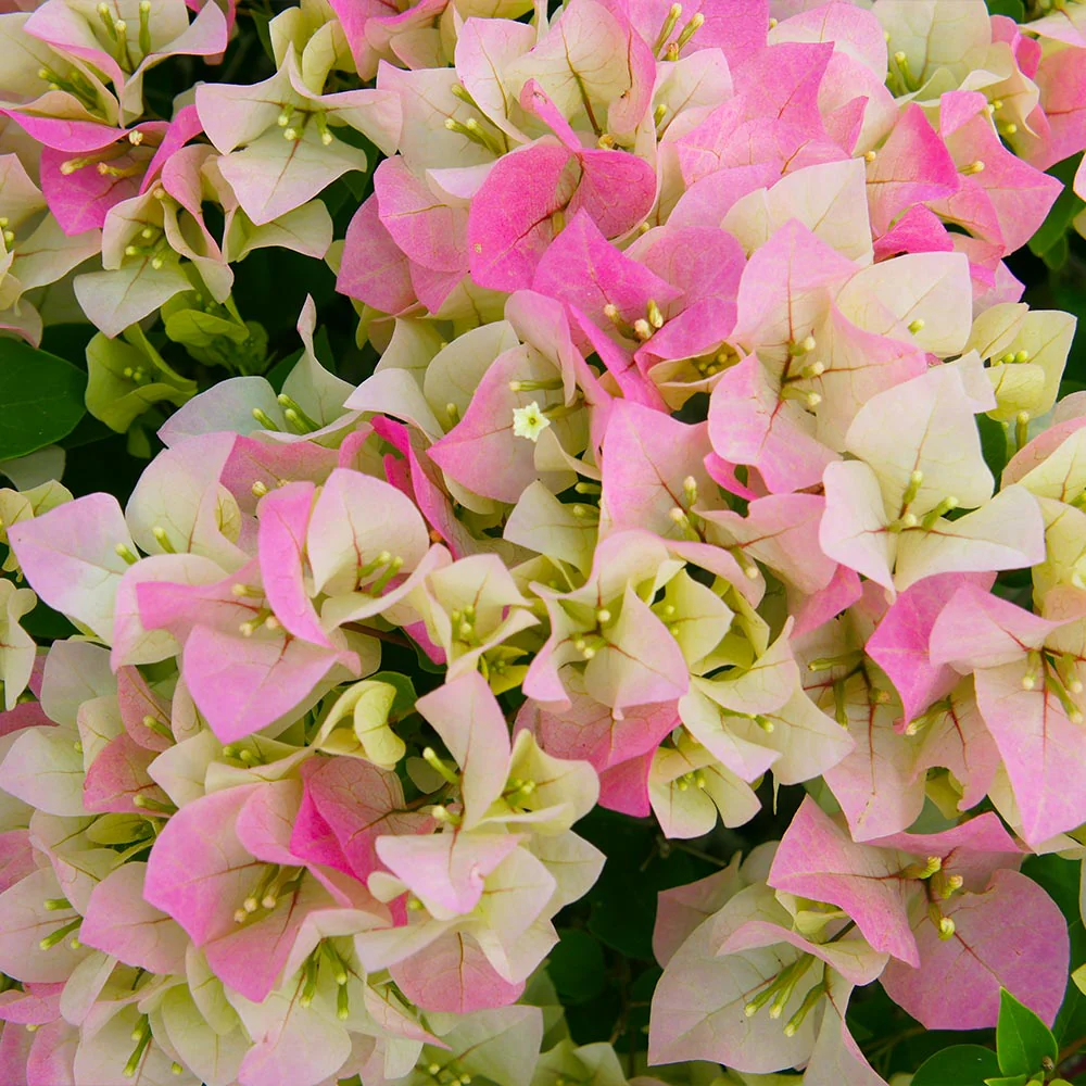 Thai Delight Bougainvillea Tree - Image 4