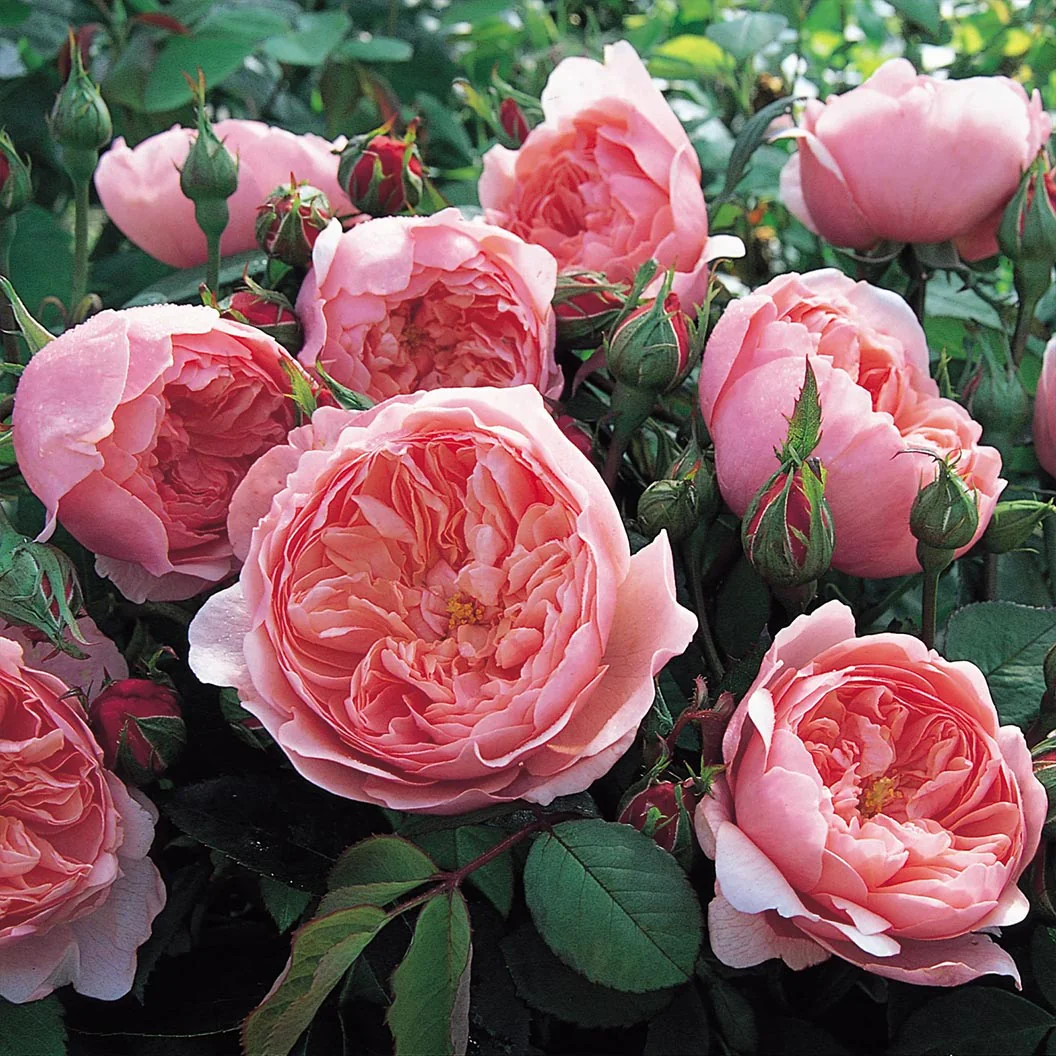 David Austin® The Alnwick Rose® Rose Shrub - Image 2