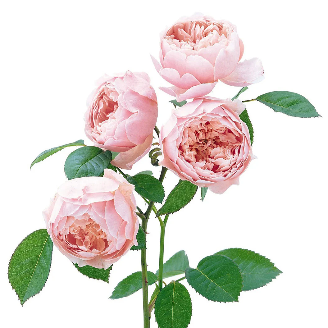 David Austin® The Alnwick Rose® Rose Shrub - Image 3