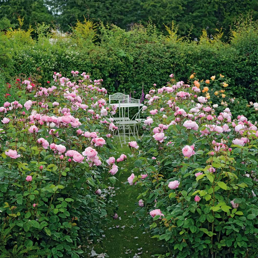 David Austin® The Alnwick Rose® Rose Shrub - Image 4