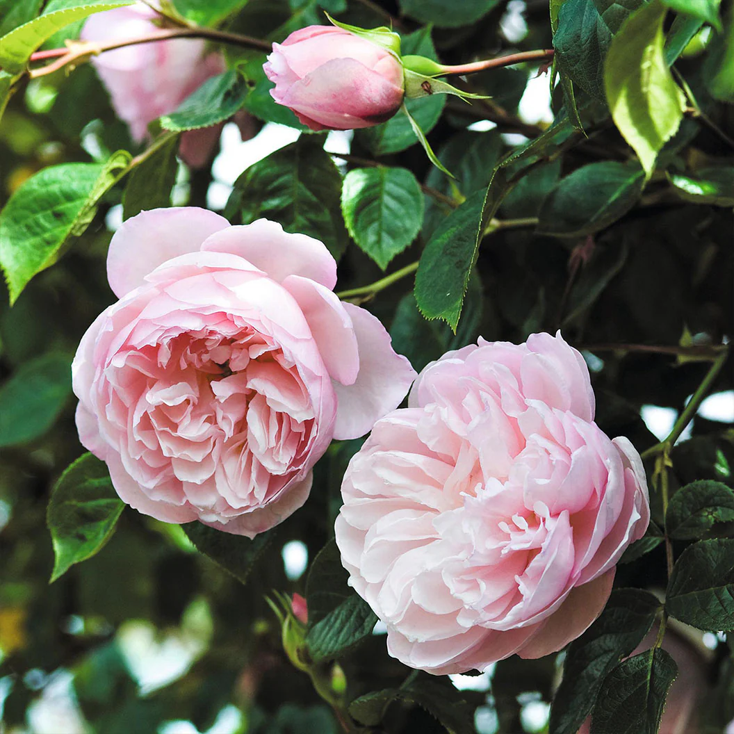 David Austin® The Generous Gardener® English Climbing Rose - Image 2