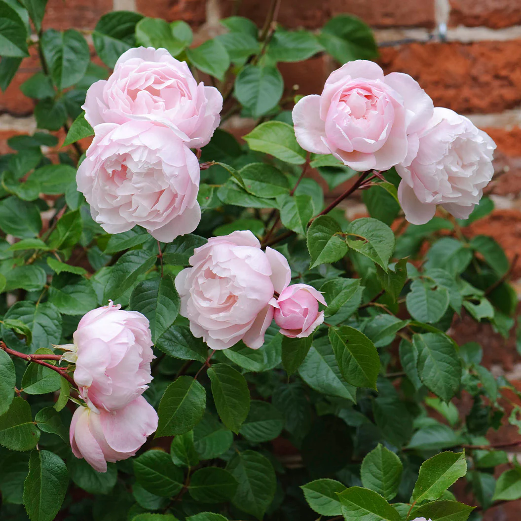 David Austin® The Generous Gardener® English Climbing Rose - Image 3