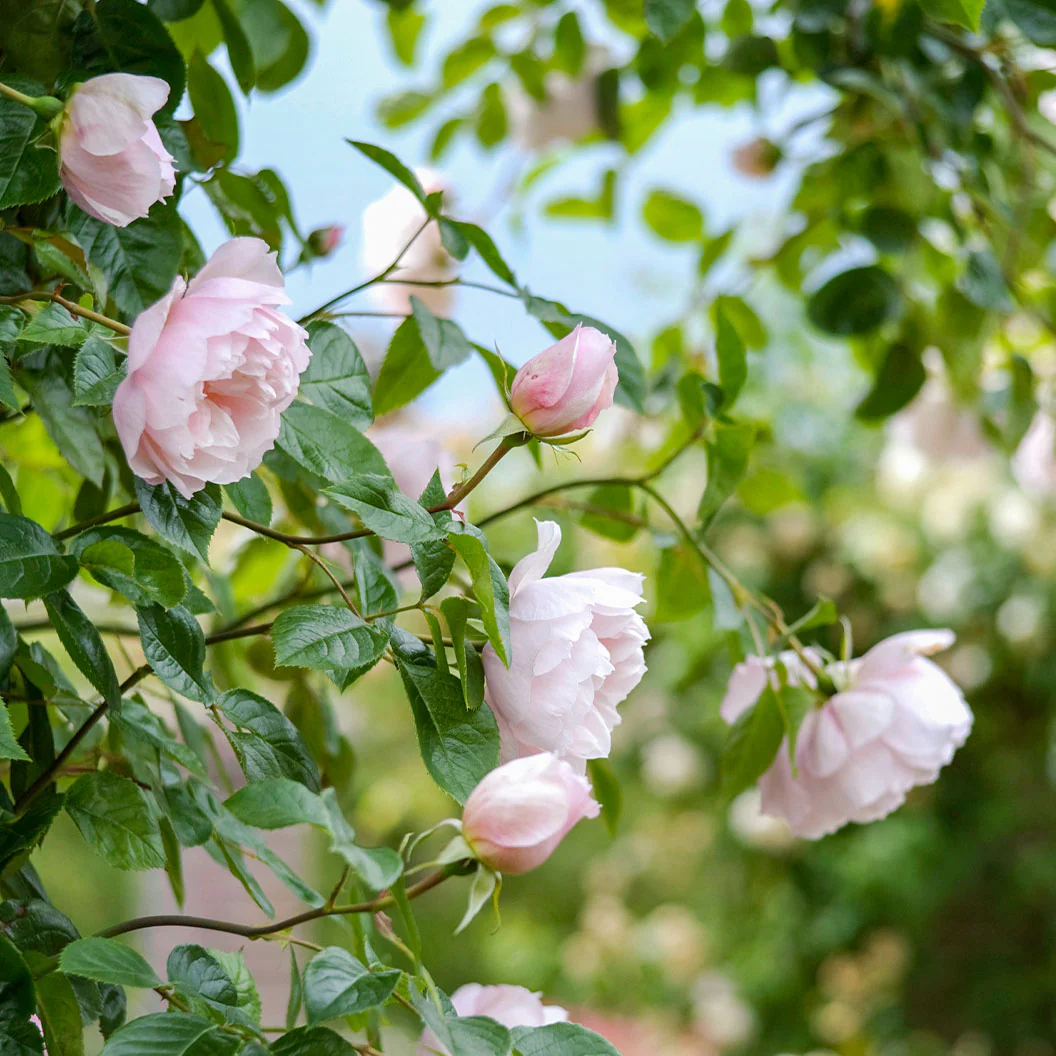 David Austin® The Generous Gardener® English Climbing Rose - Image 4